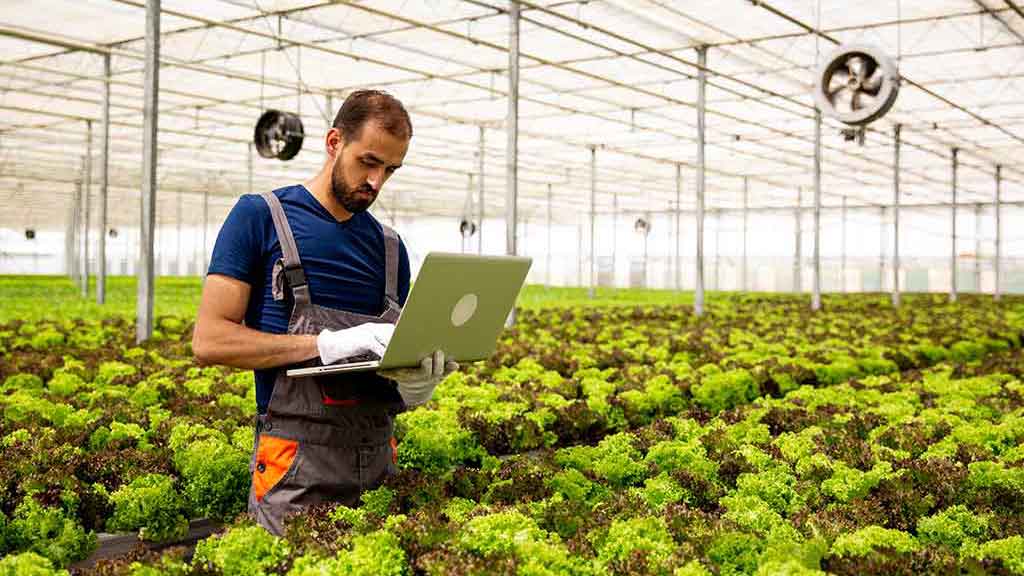 A young man in a greenhouse surrounded by lettuce updating inventory on a laptop